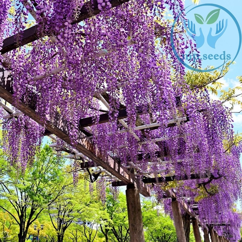 เมล็ดพันธุ์วิสทีเรีย 5 กรัม ( 5 - 9 เมล็ด)  เมล็ดใหม่ พ.ย. 2025  Wisteria sinensis (Sims)Sweet