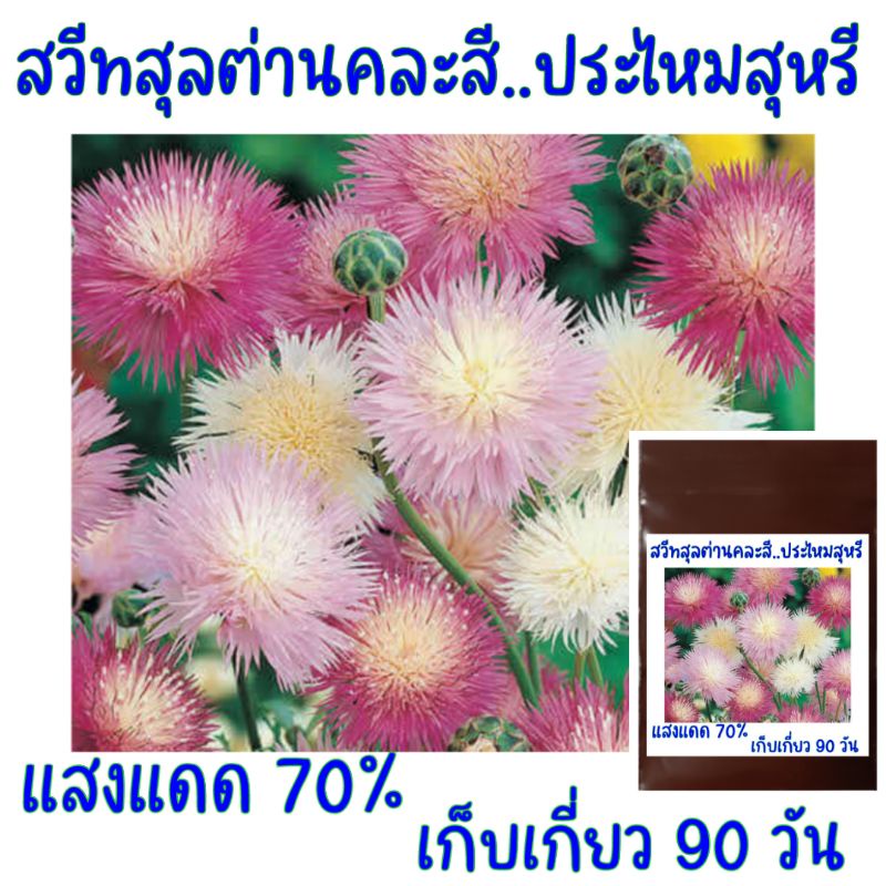 20 เมล็ด สวีทสุลต่าน คละสี Mixed Sweet Sultan (Centaurea imperials)