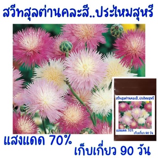 20 เมล็ด สวีทสุลต่าน คละสี Mixed Sweet Sultan (Centaurea imperials)