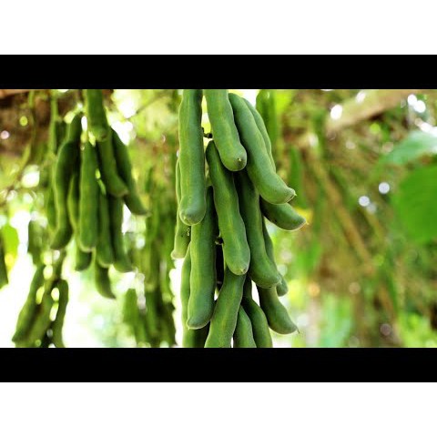 เมล็ดพันธุ์ ถั่วครก ถั่วขอ สำหรับปลูก 10-13 เม็ด 39 บาท