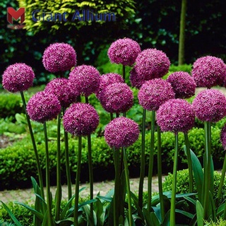 พันธุ์Giant Allium(Giganteum)ดอกแอลเลี่ยม(100เมล็ด) สามารถปลูกได้ทั่วประเทศไทย โปรโมชั่นลดราคา