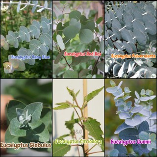 เมล็ดยูคาลิปตัส Eucalyptus ยูคาลิปตัสประดับ กลิ่นหอม ยูคาใบกลม 12 เมล็ด