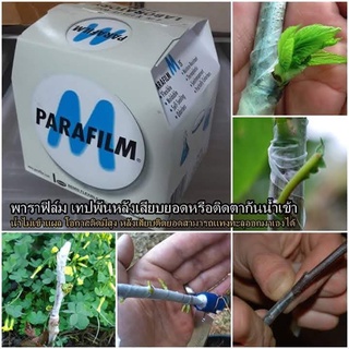 พาราฟิล์ม Parafilm M ของแท้ 1 ม้วน