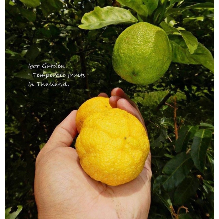 ผลส้มยูซุ ลูกละ 50฿(มีจำนวนจำกัด)เก็บเกี่ยวสดๆร้อนๆ!! มาแล้วนะค่ะตามคำเรียกร้อง ช่วงนร้ยังเป็นผลสีเขียวนะคะ