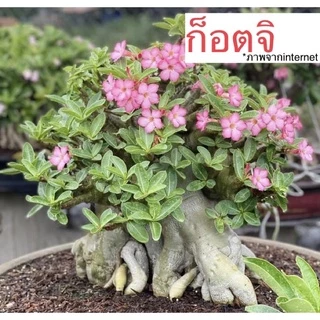 เมล็ดชวนชม ชวนชม เมล็ดดอกไม้ พันธุ์ยอดนิยม ราชินีพันดอก บางคล้า เขาหินซ้อน ฯลฯ เปอร์เซ็นการขึ้นดีมาก เพาะง่าย ไม้มงคล
