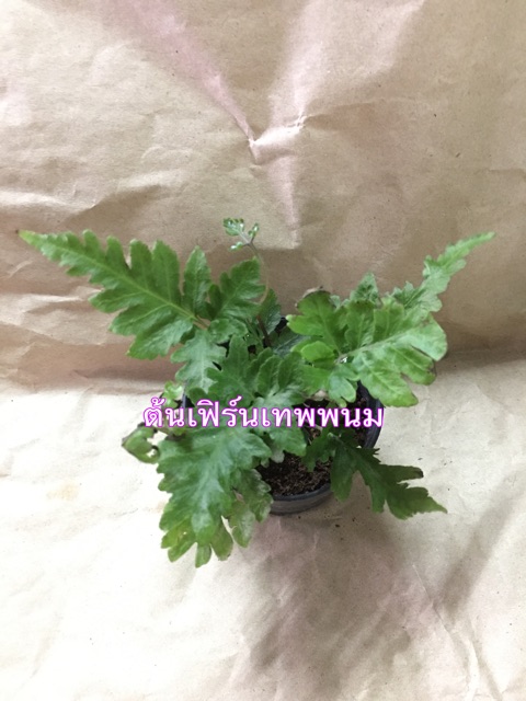 ต้นไม้ประดับ_หลากหลายชนิด - รูปที่ 5