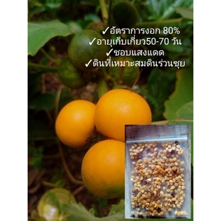 เมล็ดพันธุ์มะอึกไร้ขน ผักสวนครัว มะอึก จำนวน 200+ เมล็ด ซื้อ10แถม1