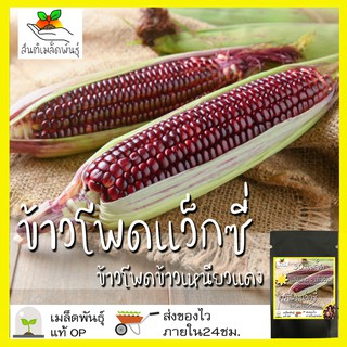 เมล็ดพันธุ์ ข้าวโพดแว็กซี่สีแดง F1 30 เมล็ด Red Waxy Corn F1 เมล็ดพันธุ์แท้ นำเข้าจากต่างประเทศ ปลูกผัก สวนครัว ถูกดี