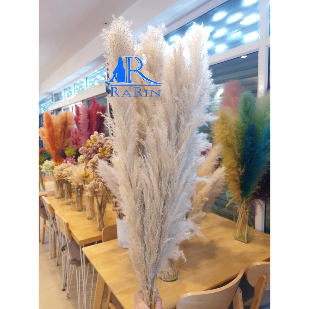 Rarin Sale++ดอกเลา สีทอง (ขนาด 50-80 cm.) ดอกรวมก้าน เป็นดอกไม้ธรรมชาติ  ดอกฟุ้งฟิ้ง