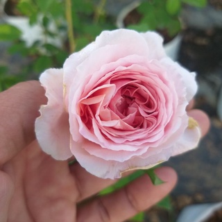 กุหลาบ⚘เลื้อยหอม "Abraham darby"