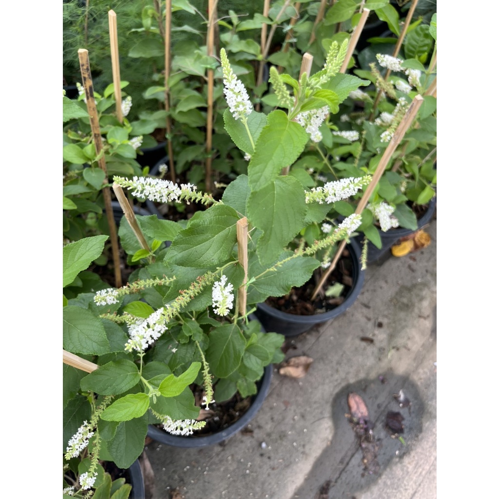 มุมมอง 2