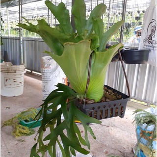 เฟิร์นชายผ้าสีดา(Staghorn Fern)