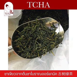 TCHA | ชาเขียวจากต้นชาเก่าแก่ ชาเขียวต้นชาโบราณ 古树茶 Green tea from ancient tea tree