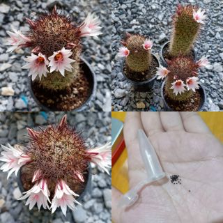 เมล็ด mammillaria fraileana