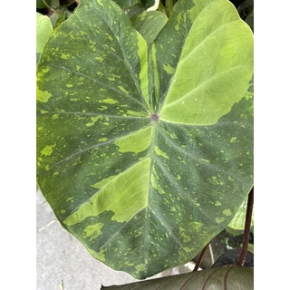 colocasia lemon lime gecko