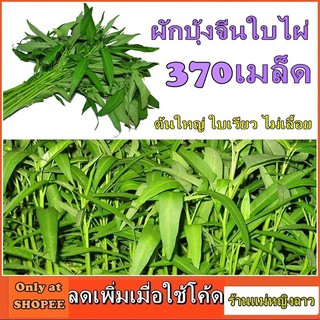 ผักบุ้งจีน ใบไผ่ 370 เมล็ด พันธ์ุ ปลูกง่าย ใบเรียวแหลม ต้นใหญ่ ตรง ไม่เลื้อย โตเร็ว ซอง ดั้งเดิม สลัด ผักสวนครัว ผักบุ้ง