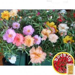 [20BIJI] Hybrid Moss Rose Seedsเมล็ดจีนหว่านเมล็ดทานตะวัน  Biji Benih Bunga Ros Jepun Benih Bunga Ros Jepun ดอกไม้เก้าโม