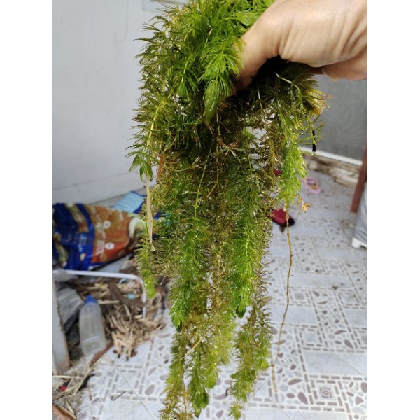 สาหร่ายพุงชะโด 300กรัม39บาท ค่าส่งถูก