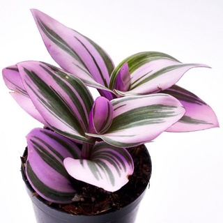 ก้ามปูหลุดด่างม่วงชมพู Tradescantia Nanouk เป็นก้ามปูหลุดนำเข้าจากฮอลแลนด์