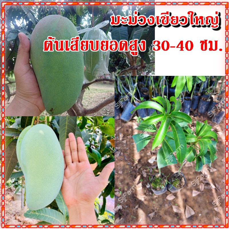 2 ต้น ต้นพันธุ์มะม่วงเขียวใหญ่ รสชาติหวานมันกรอบ ต้นเสียบยอด สูง 30 - 40 ซม. ต้นแข็งแรงพร้อมส่ง