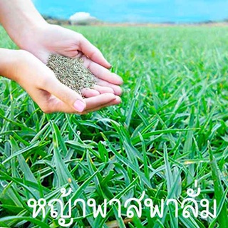 หญ้าพาสพาลั่ม🌱สำหรับปลูก📌ถูกที่สุด10บ.📌เมล็ดพันธุ์หญ้าพาสพาลั่ม 300 เมล็ด🌱ปลูกง่าย🌱โตไว