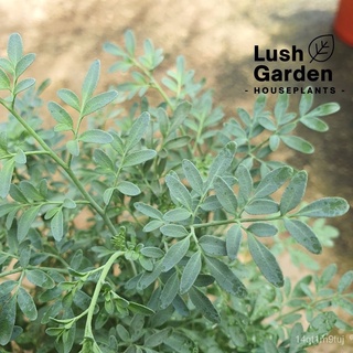 Rue/Pokok Garuda/Pokok Daun Busuk/รือเสาะ/ยุง臭草150mm Pot Live Plant Pokok Hiasan Halau Nyamuk [Lush Garden]生菜/鲜花/苹果/玫瑰/通