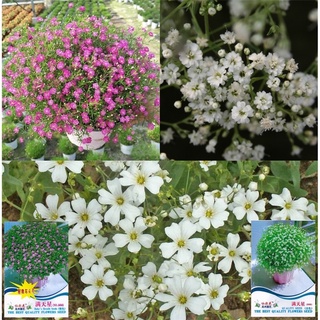 เมล็ดดอกยิปโซฟิลล่า คละสีขาวชมพูยิปโซฟิลล่าดอกซ้อน 50เมล็ด  Gypsophila