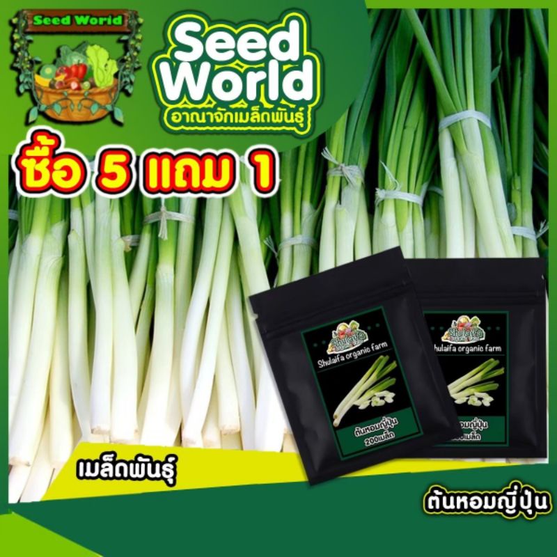 เมล็ดต้นหอมญี่ปุ่น 200 เมล็ด สายพันธ์ุแท้ ปลูกง่าย ต้นใหญ่ ใบหนา ให้ผลผลิตสูง