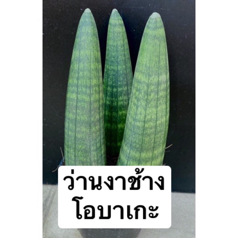 ว่านงาช้างโอบาเกะ สูง 9 นิ้ว(Sansevieria boncellensis)