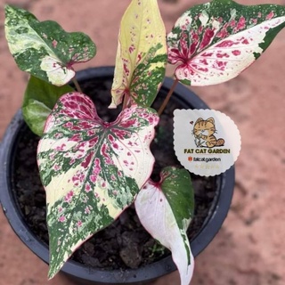 เบญจรงค์น้ำทอง (ต้นแม่ด่างสวย) บอนสี บอนสีเบญจรงค์น้ำทอง