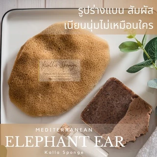 ฟองน้ำธรรมชาติ KALLA SPONGE ชนิด Elephant Ear สีน้ำตาล ฟองน้ำ สำหรับล้างหน้าและอาบน้ำ ทุกเพศทุกวัย