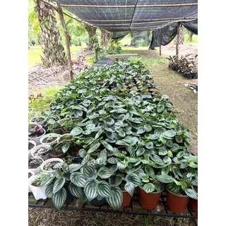 ต้นเปปเปอร์โรเมียลายแตงโมกระถาง6 นิ้ว พุ่มใหญ่มาก