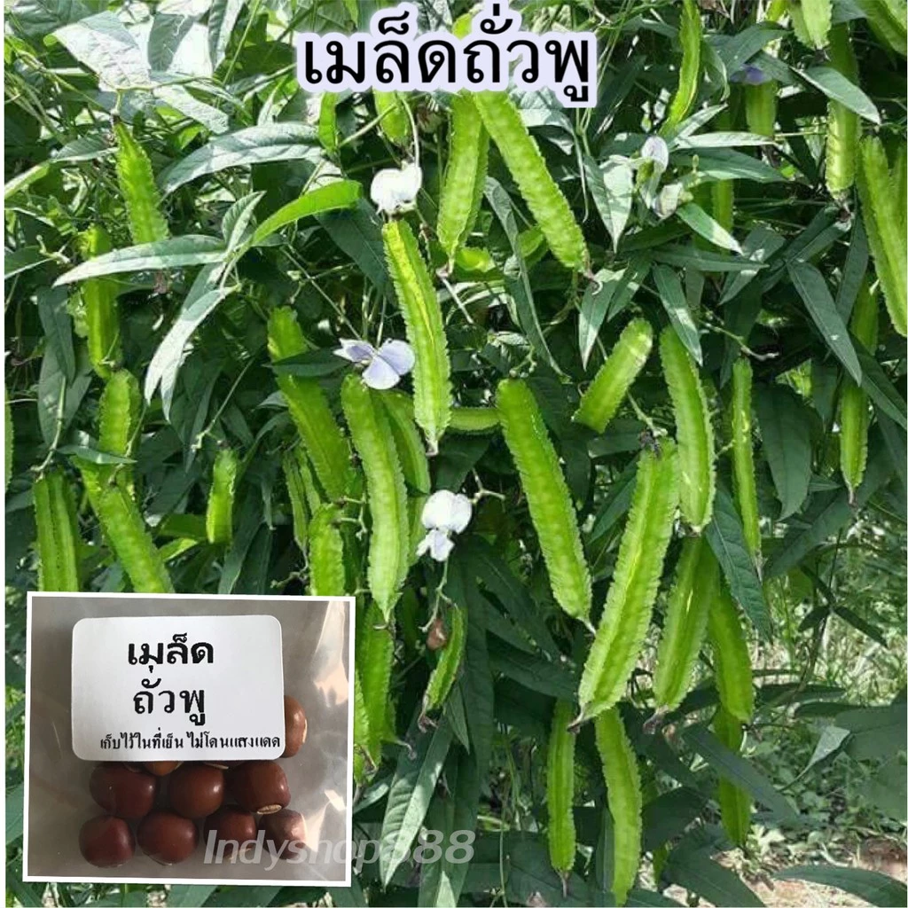 เมล็ดพันธุ์ ถั่วพู ถั่วเหลี่ยมเขียว 9-15 เมล็ด [10 เเถม1 คละได้]