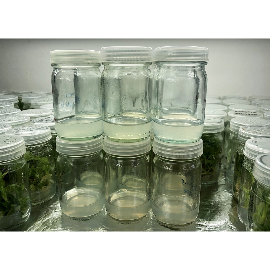 อาหารเพาะเลี้ยงเนื้อเยื่อ แบบพร้อมใช้ (ปลอดเชื้อ) กลุ่มอาหารเพาะเลี้ยงเนื้อเยื่อสำหรับเร่งราก (MS+NAA)