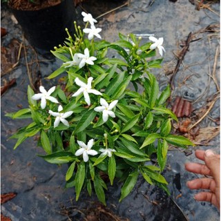 Flower Garden F354 พุดศุภโชค #ต้นไม้มงคล ไม่ผลัดใบ ถุง 8 นิ้ว