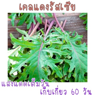 red russian kale เคลแดงรัสเซีย  120 เมล็ด