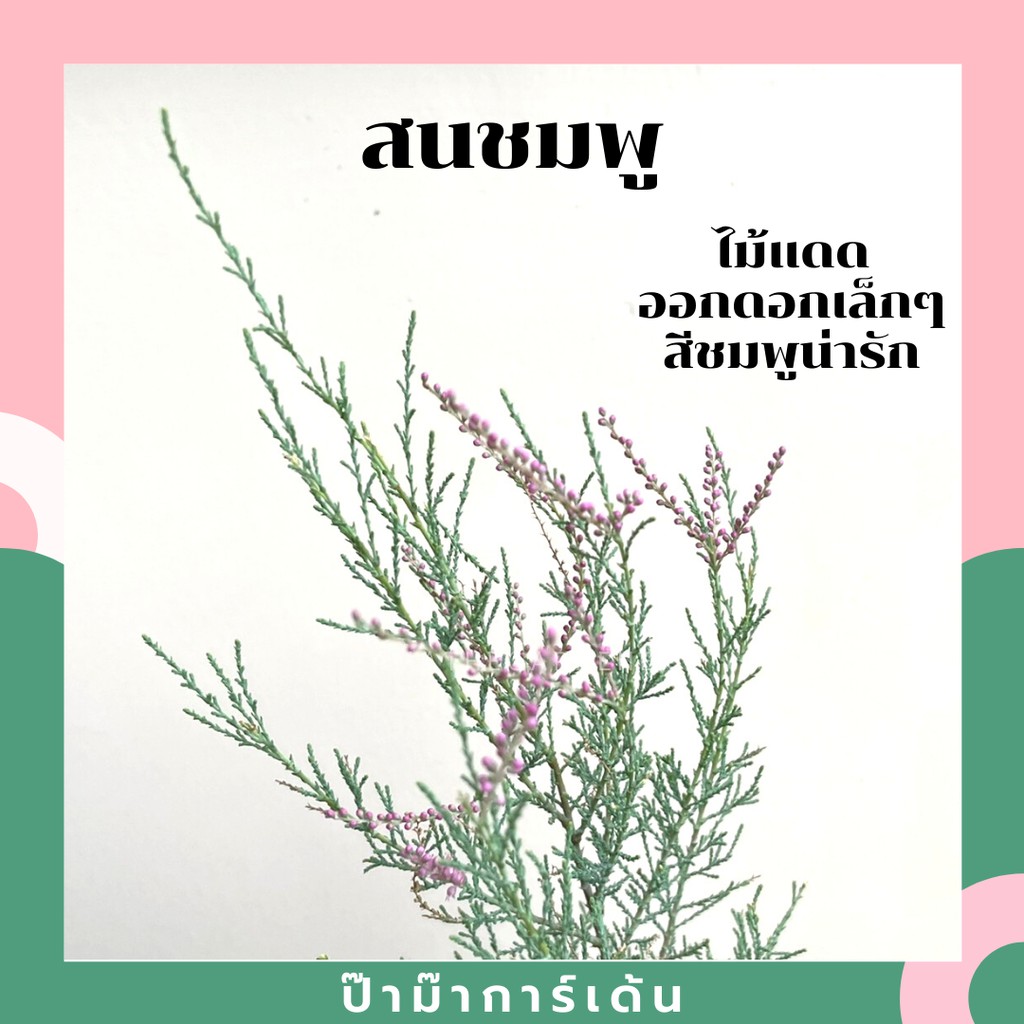 ต้นสนชมพู มาในกระถางพร้อมตั้ง ไม้แดด