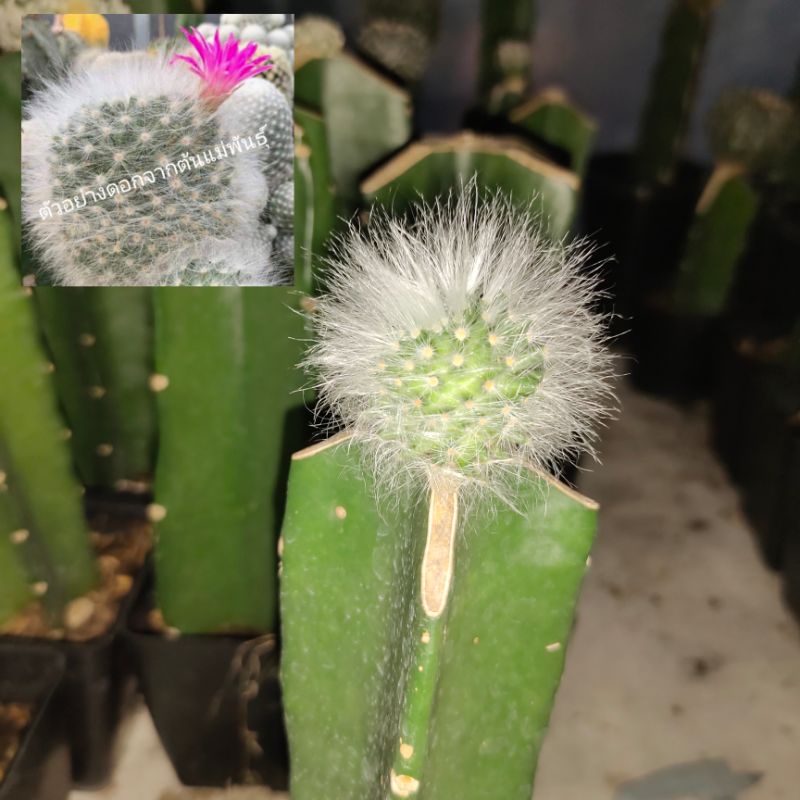 mammillaria guelzowiana lau 640 แมมลูกแมวไร้หนามไม้กราฟ