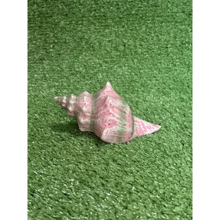 ของแต่งตู้ Seashell ON348A