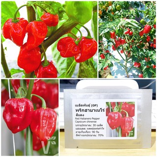 เมล็ดพันธุ์ พริกฮาบาเนโร่ สีแดง (Red Habanero Pepper) บรรจุ 30 เมล็ด คุณภาพดี ราคาถูก ของแท้ 100%