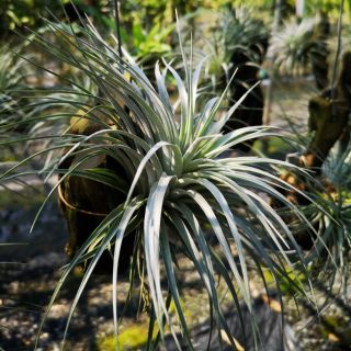 ทิลเเลนเซีย สับปะรดอากาศ Tillandsia Stricta x Geminiflora ต้นใหญ่