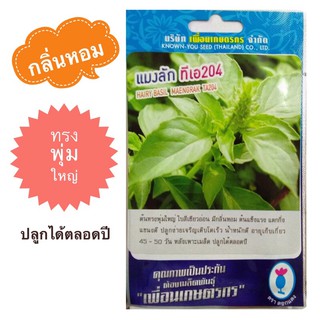 เมล็ดพันธุ์แมงลัก (HAIRY BASIL SEEDS) กลิ่นหอม ทรงพุ่มใหญ่ แตกกิ่งแขนงดี โตเร็ว ปลูกง่าย ปลูกได้ตลอดปี