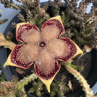 Edithcolea grandis / เก๋งพรมเปอร์เซีย หน่อตัดสด/ไม้ชำราก สูงประมาณ 4 cm