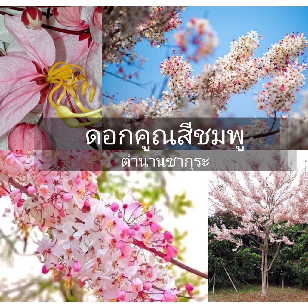 (รับ2ต้น)(ต้นเพาะเมล็ด) #คูน ดอกคูณ คูน ดอกสีชมพู ตำนานซากุระชมพู 🏡แฮปปี้