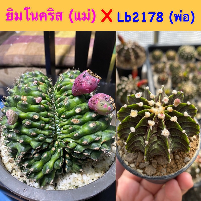 เมล็ดยิมโนคริส ใช้Lb2178 ผสมเกสร เก็บเมล็ดจากต้นคริส