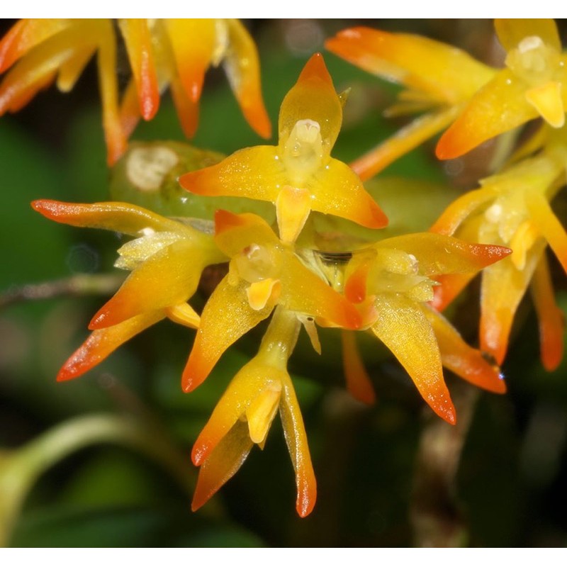 กล้วยไม้สิงโตหลอดไฟจิ๋ว Bulbophyllum ovatum