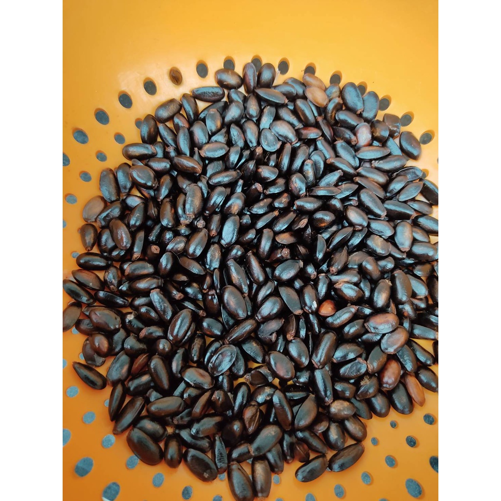 เมล็ดน้อยหน่าครั่ง เมล็ดน้อยหน่าพันธุ์สีม่วง 15 เมล็ด   29 บาท - รูปที่ 6