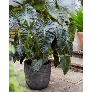 ซื้อ1แถม1บอน อะโลฮ่า colocasia Aloha (ไม้ตัดสด)