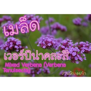 เมล็ดพันธุ์ เวอร์บิน่า 50 เมล็ด Verbena Tenuisecta seeds เมล็ดพันธุ์แท้นำเข้า จากต่างประเทศ