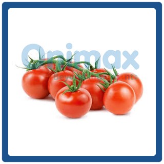 สารสกัดมะเขือเทศ Tomato extract 100ml.